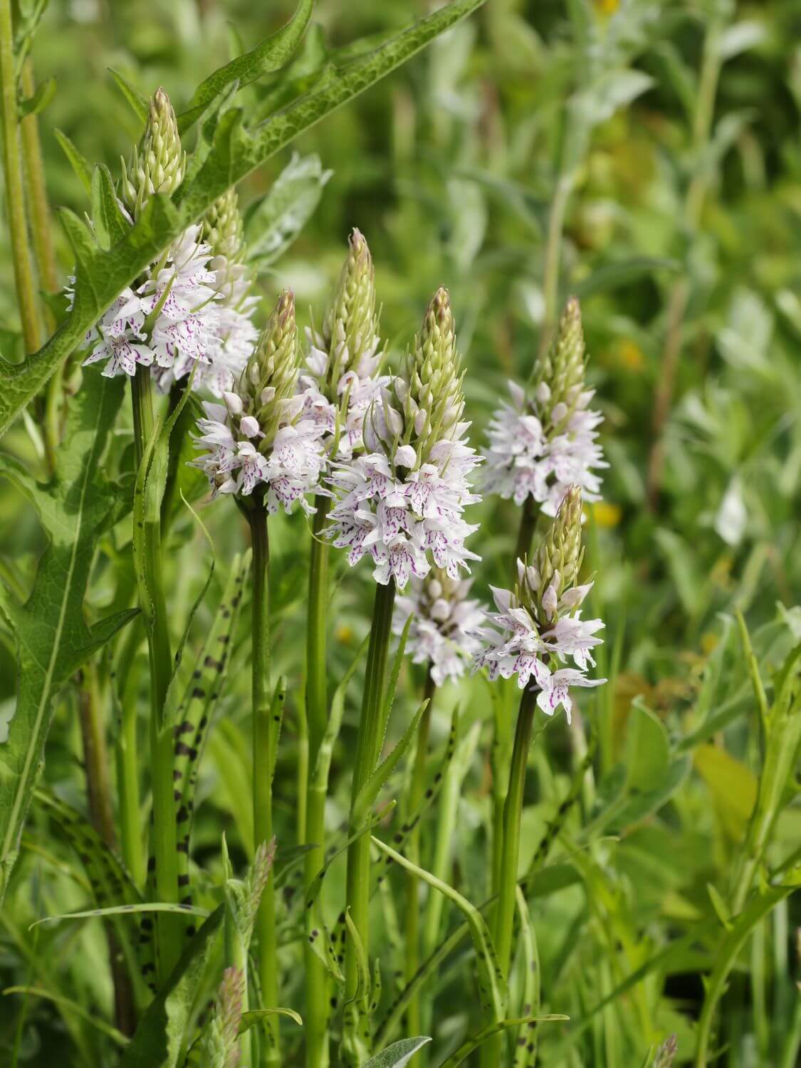 dactylorhiza maculata fuchsii