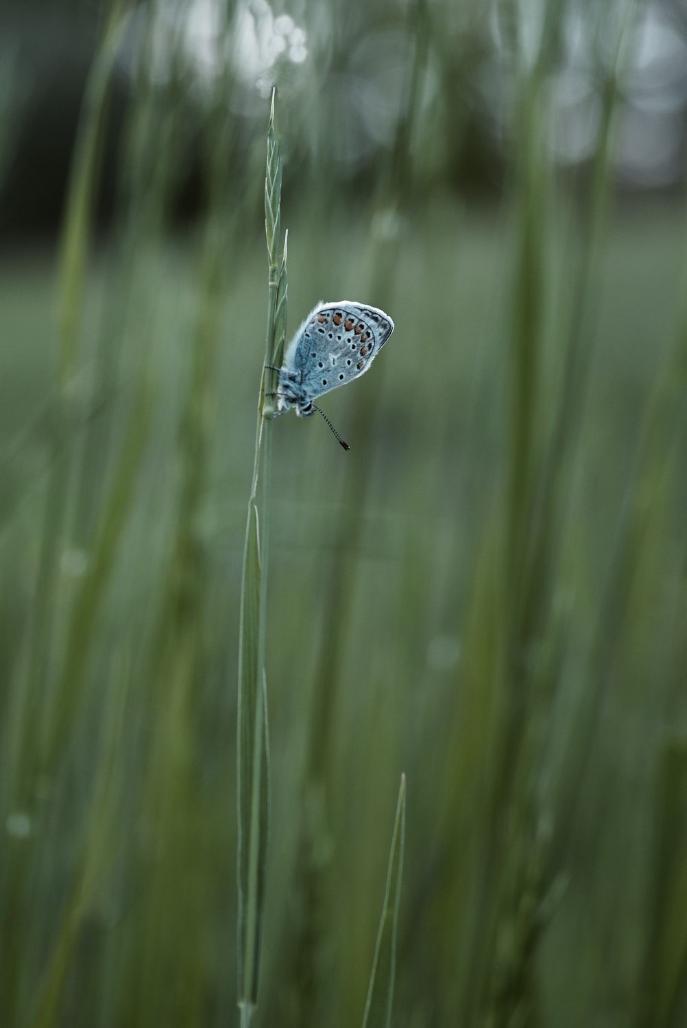 polyommatus coridon